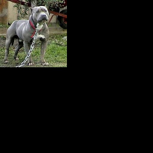 Profile picture of Devil_Pit11