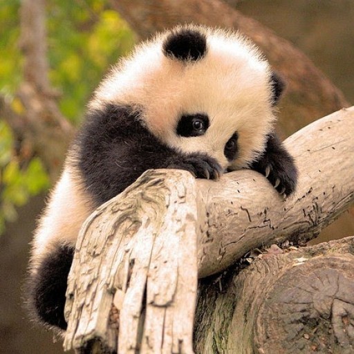 Profile picture of cbchefski@gmail.com