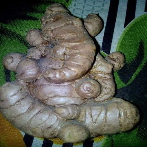 Profile picture of Veena shukla