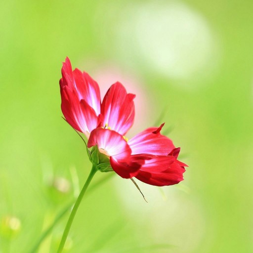 Profile picture of RamKumar@ask-oracle.com