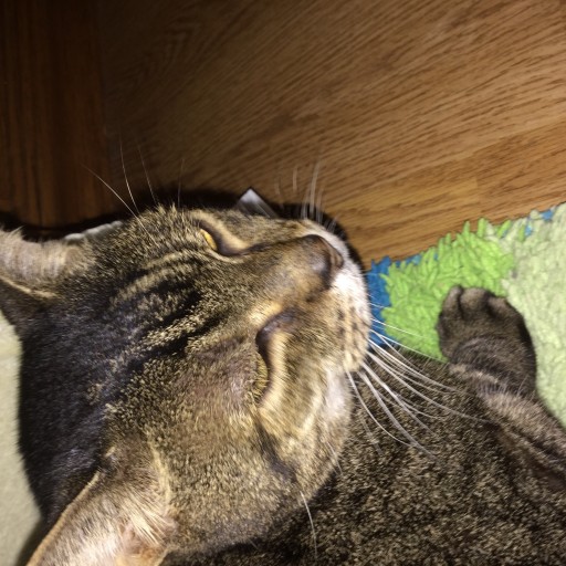 Profile picture of melissa shay couch